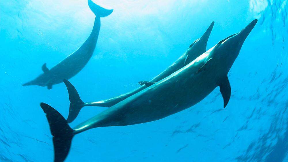 24 Walarten und auch zahlreiche Haie sind im Norden von Hawaii zu Hause