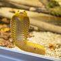 Die Kap-Kobra zählt zu den giftigsten Schlangen der Welt