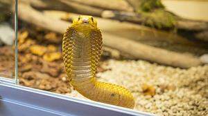 Die Kap-Kobra zählt zu den giftigsten Schlangen der Welt