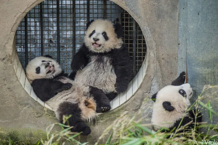 Es ist schwer vorstellbar, dass Pandas für den Menschen einstso geheimnisvoll und rätselhaft waren wie Bigfoot. Obwohl sie seit Millionen Jahren existieren, erfuhr die westliche Welt erst im vorigen Jahrhundert von ihnen. Der erste Panda wurde 1936 lebend gefangen. SCHON GEWUSST? Heute leben nur noch weniger als 2000 Große Pandas in der Wildnis.