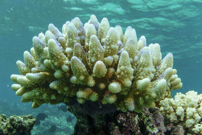 Die ausgebleichten Korallen des Great Barrier Reefs