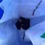 Diese vier Küken saßen in einem Schacht fest