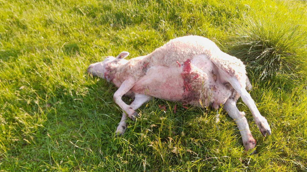 Eines der Schafe aus der Herde von Josef Haberl, welches vor wenigen Wochen gerissen wurde
