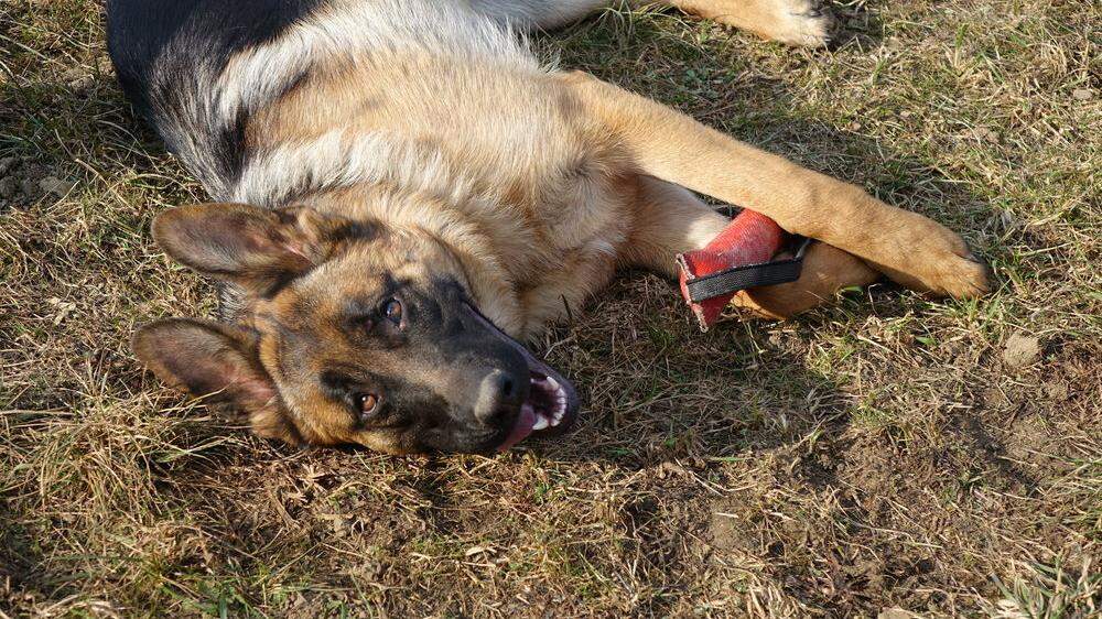 Der Schäferhund eines Krottendorfers (Sujetbild) wurde mit einem Messer attackiert