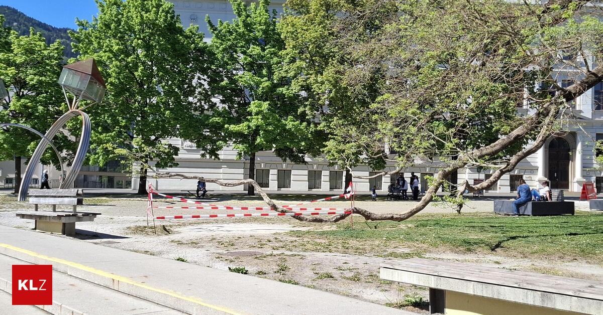 Ast-vor-bergehend-gesperrt-Unbekannte-in-Leoben-verursachten-mutwillige-Besch-digung-eines-Baumes