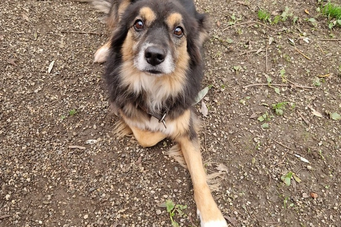 Australian Shepherd, 2018
Hallo, ich bin Jack! Zu meinen Stärken, zählt auf alle Fälle meine Bereitschaft Neues zu lernen. Sitz, Platz und gib Pfote klappen schon sehr gut, aber da gibt es bestimmt noch mehr.
An der Leine bin ich stark und etwas ungestüm.
Leider bin ich noch unsicher, daher suche ich einen ruhigen, konsequenten Halter der Geduld mit mir hat. In meinem Zuhause sollen keine anderen Tiere oder Kinder sein.
Ich bin eine absolute Sportskanone und eine Wasserratte. Mein Beschützerinstinkt ist recht groß, daher wünsche ich mir eine Bezugsperson.
Jack hat schon gebissen!
