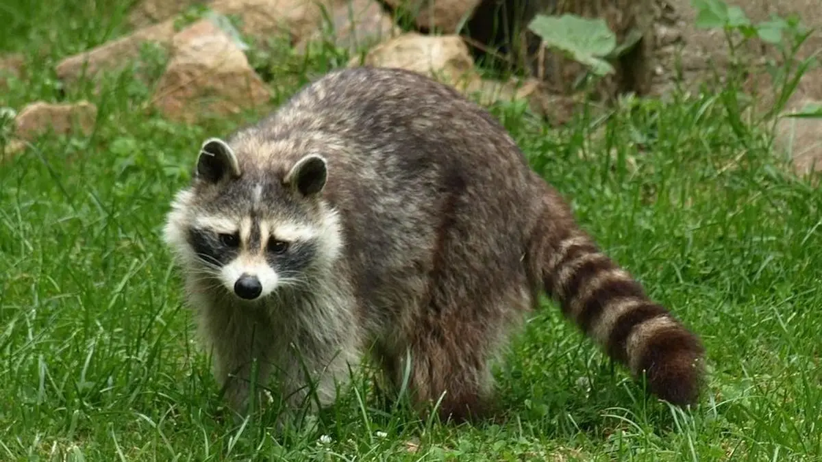 Waschbären treiben seit einiger Zeit in Wies ihr Unwesen. 