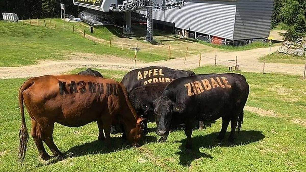 Auf den Kühen wurde Werbung für die Neugarten Almseehütte gemacht. Künftig könnte „Gegen Tiertransporte“ auf den Kühen stehen