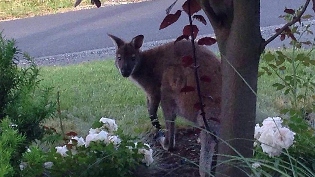 Kamerascheu ist das entlaufene Bennett-Känguru nicht