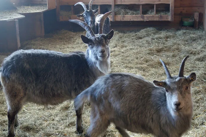 Neugierig sind die Tiere von Edgar Wernbacher alle. Sie sind es gewohnt, von interessierten Besuchern betrachtet zu werden.