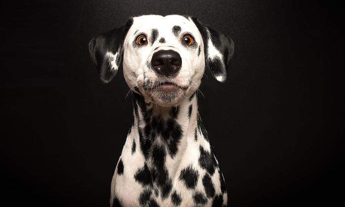 Welcher Hund kommt immer pünktlich? Der Dalmatiner, wer sonst?