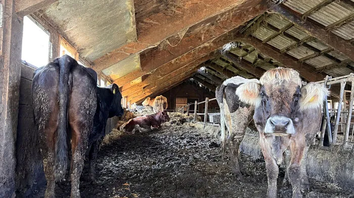 Grauenvolle Tierhaltung aufgedeckt: In diesem Vorarlberger Stall stapeln sich Kot und schmutziges Stroh teilweise bis zum Stallfenster. Die Tiere stehen zentimetertief im Kot.