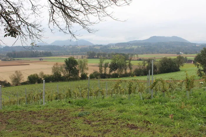 Über 18.000 Weinreben wurden in Tainach schon gepflanzt