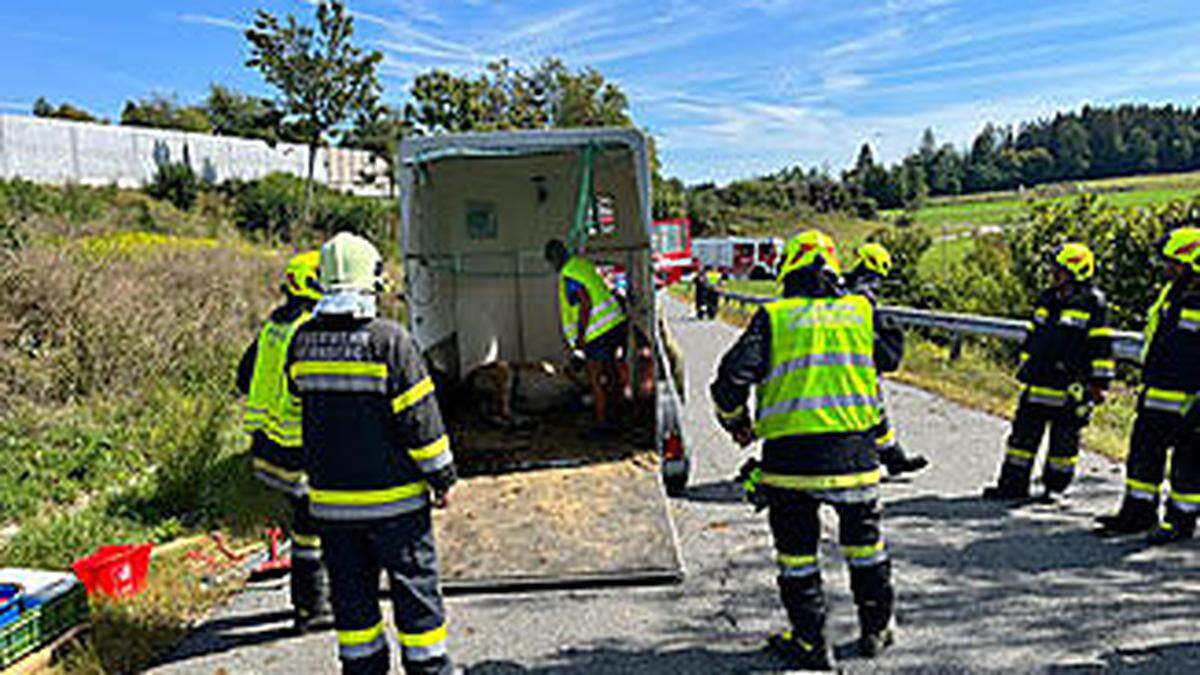 Die Feuerwehrleute konnten das eingeklemmte Pferd befreien