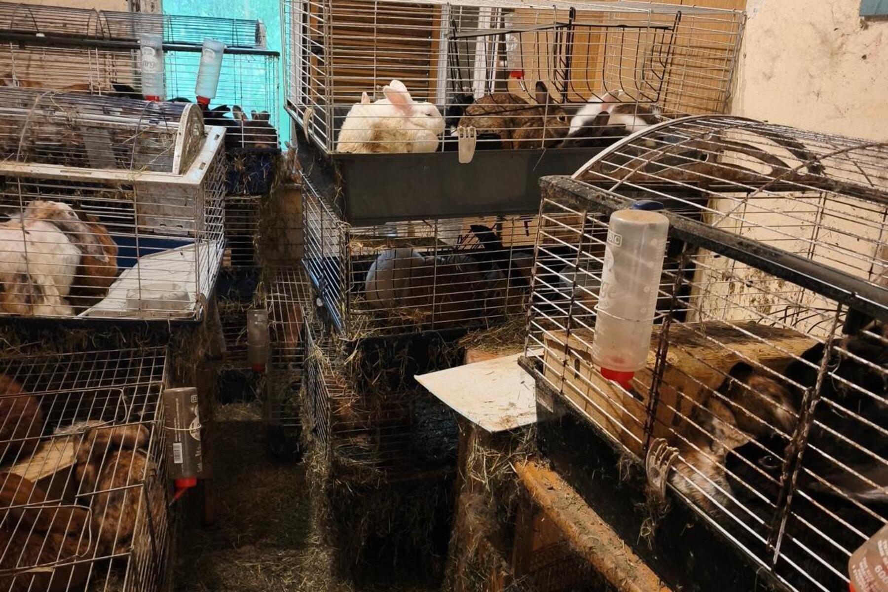 Tierquälerei: Hunderte Tiere in südsteirischem Haus zusammengepfercht
