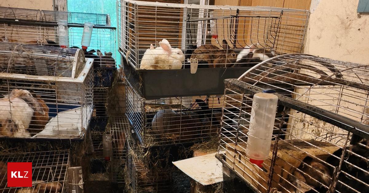 Tierqu-lerei-Hunderte-Tiere-in-s-dsteirischem-Haus-zusammengepfercht