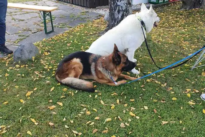 Auch zahlreiche Hunde bekamen Pfarrer Antonys Segen.
