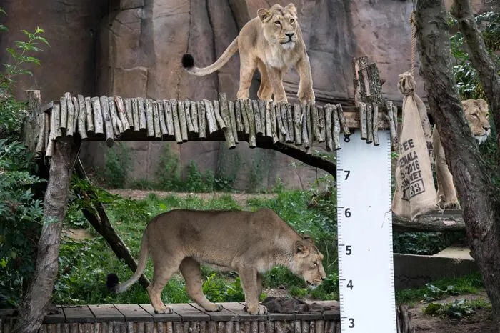 Besonders wichtig sei es, Größe und Gewicht bei den Jungtieren zu kontrollieren, erklärt der zoologische Direktor Mark Habben...