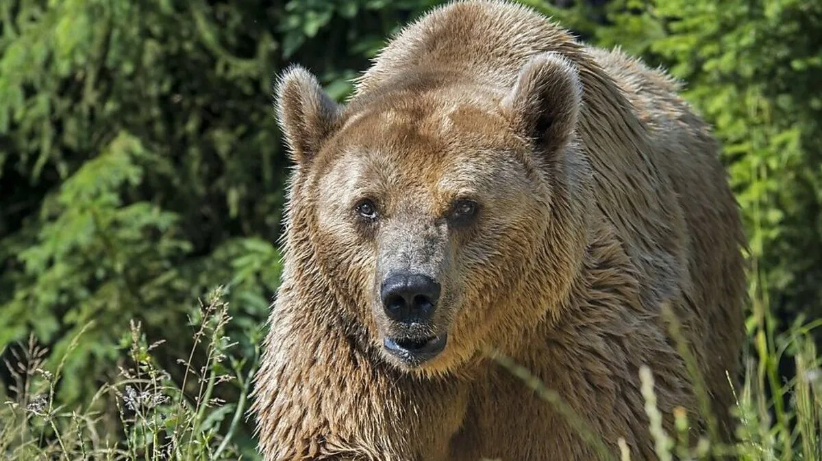 Ein Braunbär im Gras (Symbolbild)