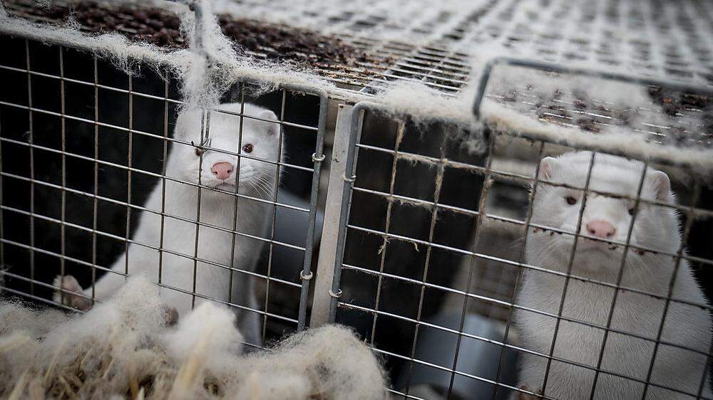 Verboten wird die Zucht und Tötung von Tieren mit dem alleinigen Ziel, Pelze zu gewinnen