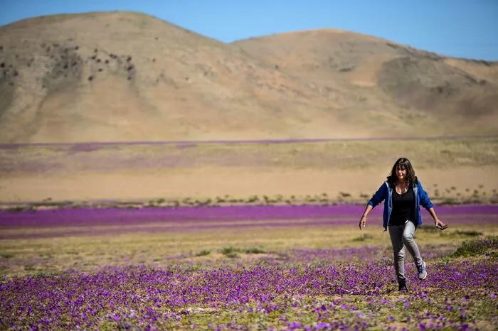 Die Atacama gilt grundsätzlich als die trockenste Wüste der Welt, in manchen Teilen der Wüste fiel seit Jahren kein Tropfen Regen mehr. 