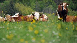 Australier will mit Algen Methan-Ausstoß von Rindern reduzieren | Australier will mit Algen Methan-Ausstoß von Rindern reduzieren