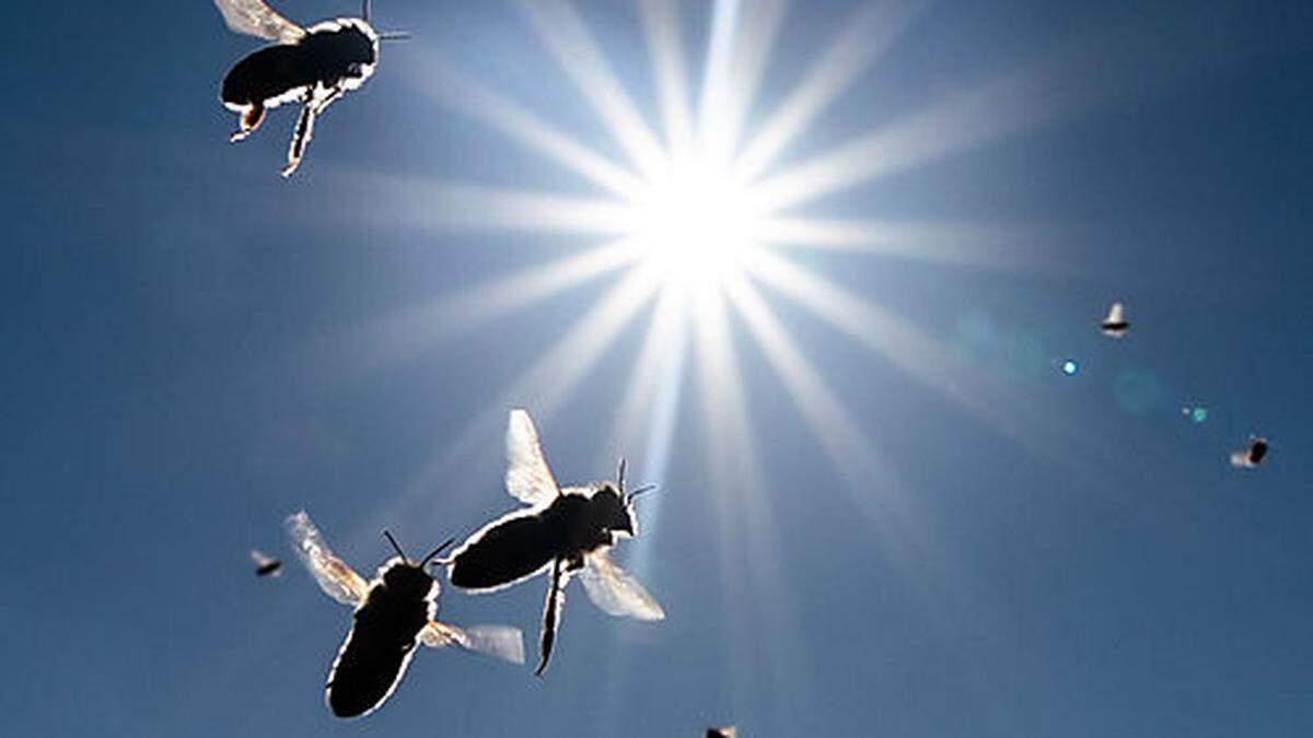 Die warmen Temperaturen locken die Bienen ins Freie