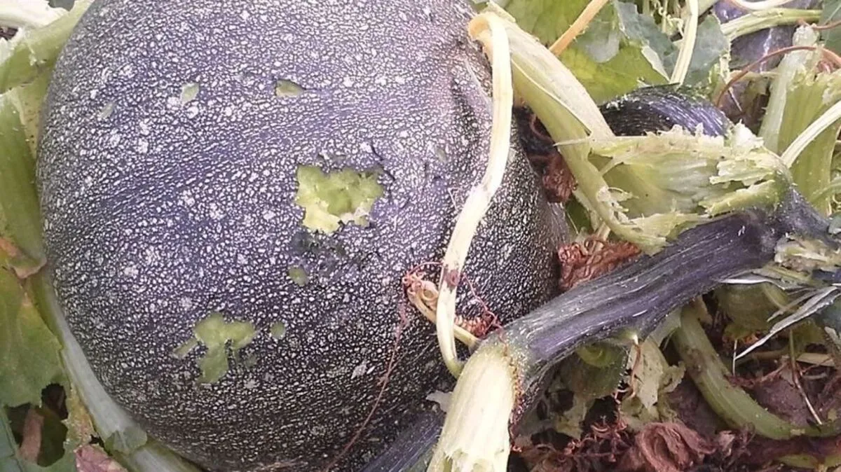 Beschädigter Kürbis in Wollsdorf