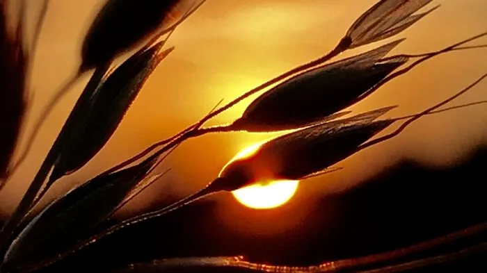 Ähren im goldenen Licht des Sonnenuntergangs, fotografiert von Leserreporterin Gerlinde Privschek.