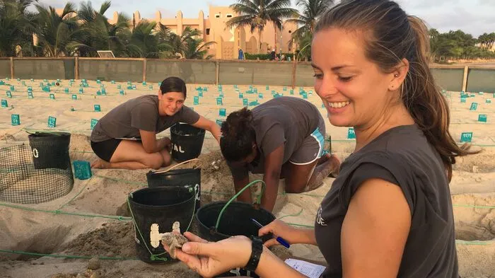 1. Baby-Schildkröten bewundern Die Kapverden sind das drittwichtigste Nistgebiet für die gefährdete und geschützte Unechte Karettschildkröte. Freiwillige von Non-Profit-Organisationen haben es sich zur Aufgabe gemacht, frisch geschlüpften Schildkröten vor anderen Tieren, Wilderern und der zunehmenden Lichtverschmutzung an den Stränden zu bewahren.