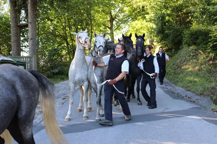 In der Lipizzanerstadt gab es eine kurze Stärkung für die menschlichen Begleiter. Vertreter von Tourismus und Politik ließen es sich nicht nehmen, den Lipizzanern ihre Aufwartung zu machen.