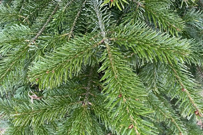 Die Tanne gehört zu den beliebtesten Weihnachtsbäumen.