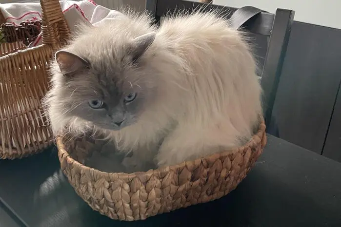 Diese Katze macht es sich im Korb gemütlich. 