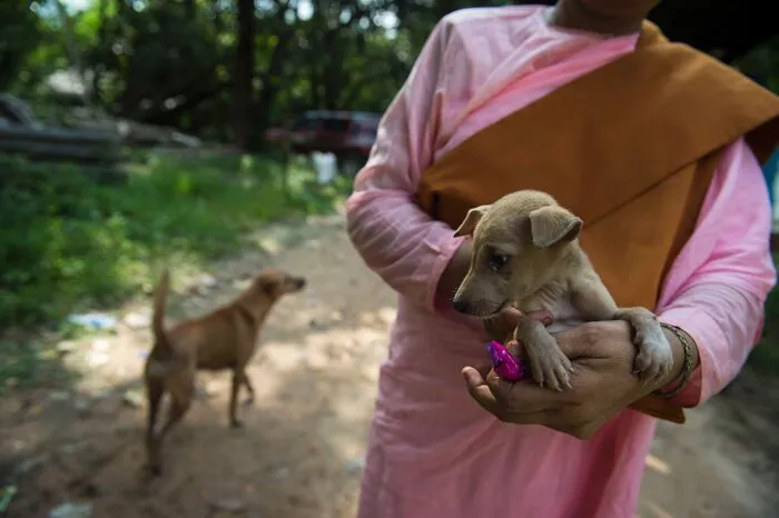 Mehrere Hundert der Hunde sollen nun geimpft und kastriert bzw. sterilisiert werden.