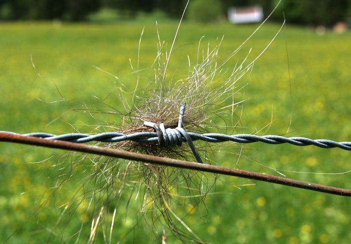 Das Monitoring von Bären und Wölfen erfolgt z. B. durch das Sammeln von Tierhaaren