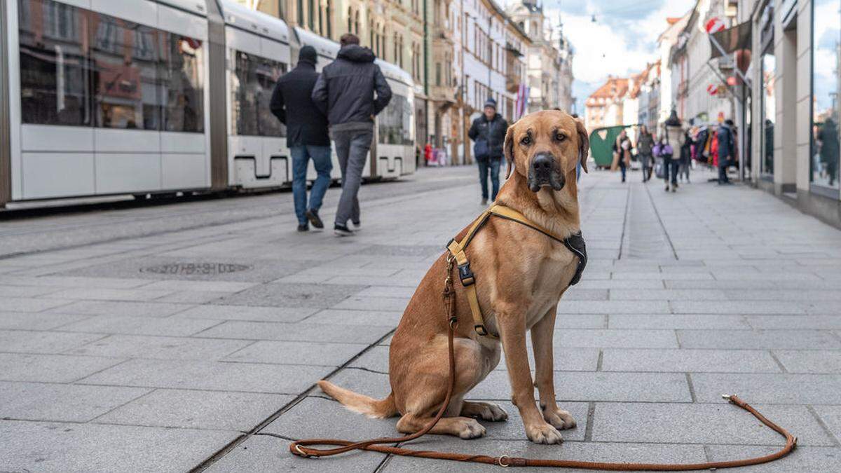 Wie hundefreundlich ist Graz?