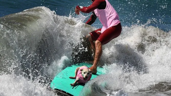 70 Hunde zeigten am kalifornischen Huntington Beach beim "Surf City Surf Dog“-Wettbewerb ihre Fähigkeiten auf einem Surfbrett.