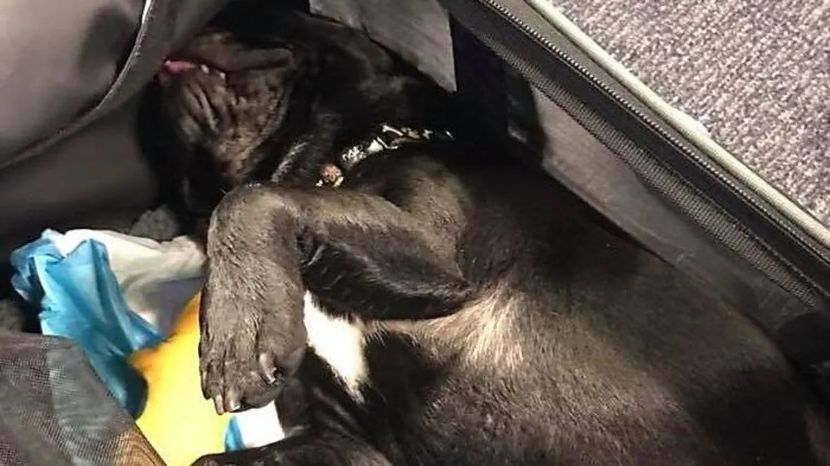 Hund Papacito musste sterben