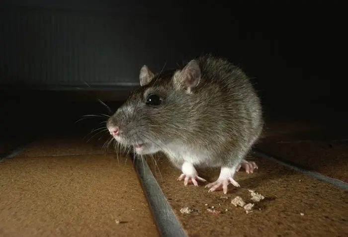 RATTUS NORVEGICUS Brown rat (Rattus norvegicus) in house, England, UK, controlled conditions PUBLICATIONxINxGERxSUIxAUTxONLY 1288608 StephenxDalton  