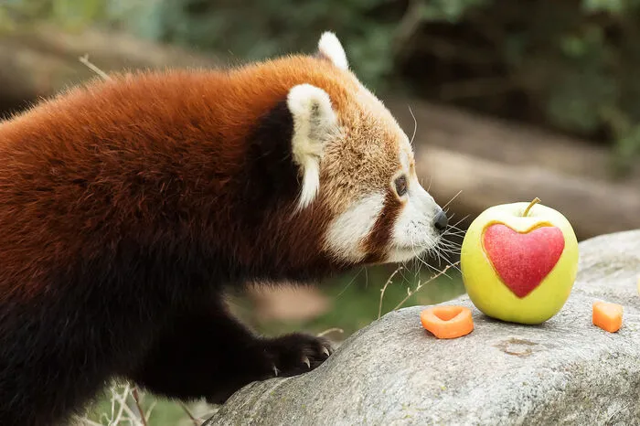 Mahalia und Manjul ließen sich die Leckereien schmecken, aber das Interesse am Partner ist derzeit natürlich weit größer als am Futter.