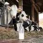 Die Milch machts - eine symbolische Milchflasche steht auf dem Futtergang vor einigen Kühen im Rindviehstall. Milchviehhaltung - Kühe stehen im Fressgitter am Futtertisch und fressen Silage. Bei Milchpreisen auf niedrigem Niveau und ständig steigenden Auflagen stehen viele junge Hofnachfolger vor der schwierigen Frage, ob sie den elterlichen Betrieb noch übernehmen sollen. Landwirtschaftliches Symbolfoto. Region Weser-Ems Niedersachsen Deutschland *** Its the milk that makes it a symbolic milk bottle stands on the feed aisle in front of some cows in the cattle barn Dairy farming Cows stand in the feed fence at the feed table and eat silage With milk prices at a low level and constantly increasing requirements, many young farm success