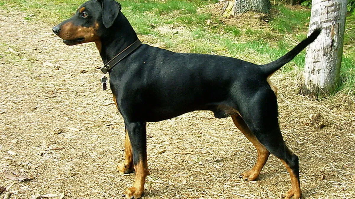 Sujetbild