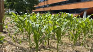 Mit der Kultivierung alter Maissorten startete das Projekt im Vorjahr. Heuer hofft man auf besseres Wetter – und höheren Ertrag