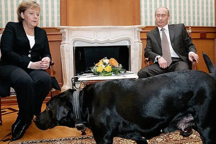 Was Merkel in 16 Jahren Kanzlerschaft alles durchmachen musste, zeigt ihr Blick in diesem Bild. Zu Gast bei Russlands Präsident Putin marschiert dessen Labrador "Koni" mit zum Fototermin. Eine Provokation, denn Putin wusste von Merkels Angst vor Hunden.