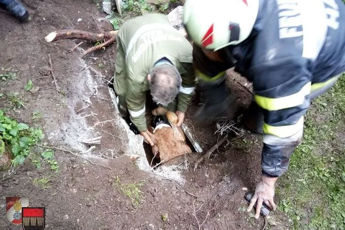 Vorsichtig zogen die Feuerwehrmänner das Kalb aus dem engen Betonrohr