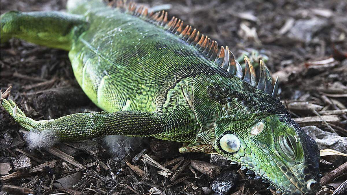 Auch diesem Leguan war es zu kalt und er fiel vom Baum 