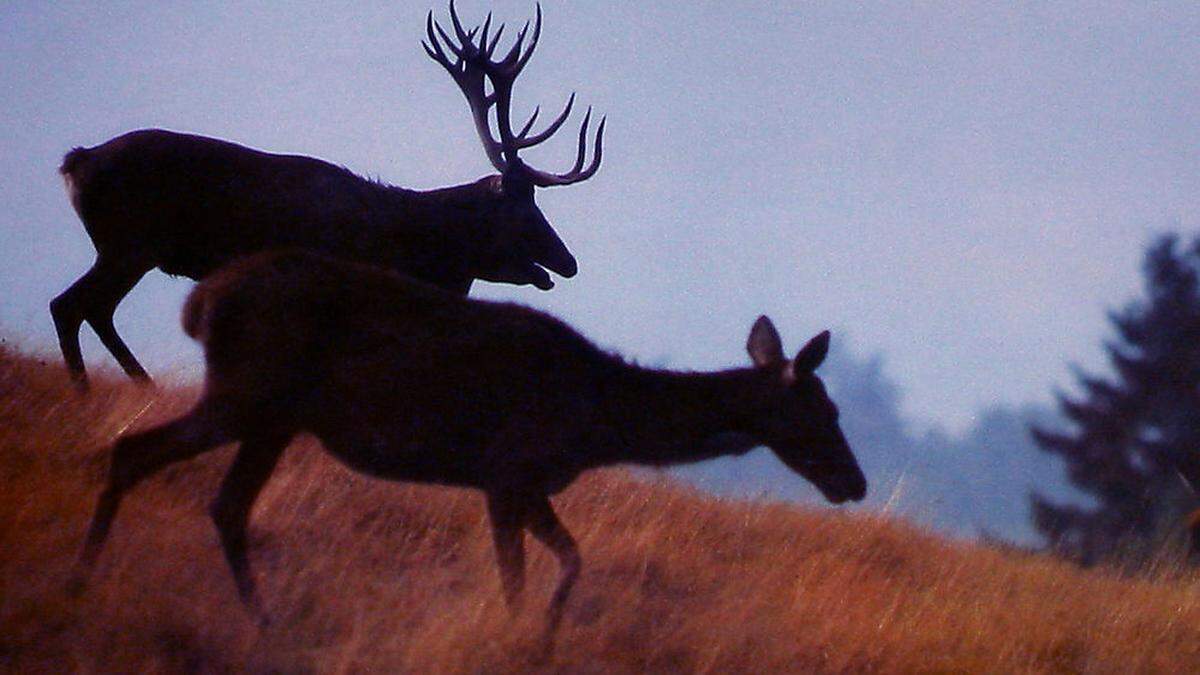 Wildtiere nehmen Kurs auf Ballungsräume