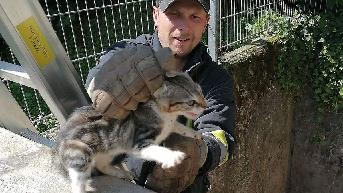 Die Katzen konnten von den Feuerwehrleuten aus ihrer misslichen Lage befreit werden