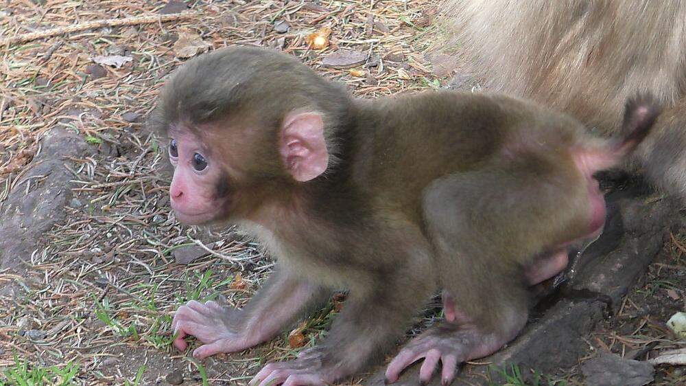 Madame Curie ist das erste Makaken-Baby 2017 am Affenberg