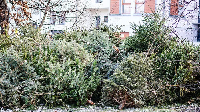 Die Christbäume müssen von Schmuck und Lametta befreit sein
